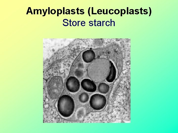Amyloplasts (Leucoplasts) Store starch  Amyloplasts (Leucoplasts) Store starch