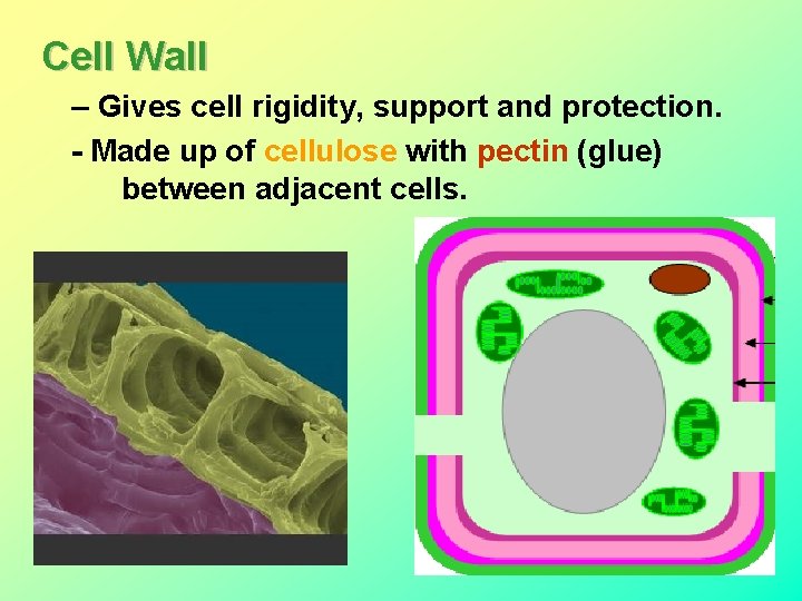 Cell Wall – Gives cell rigidity, support and protection. - Made up of cellulose
