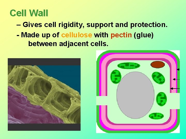 Cell Wall – Gives cell rigidity, support and protection. - Made up of cellulose Cell Wall – Gives cell rigidity, support and protection. - Made up of cellulose