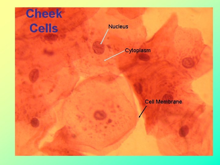 Cheek Cells Nucleus Cytoplasm Cell Membrane  Cheek Cells Nucleus Cytoplasm Cell Membrane