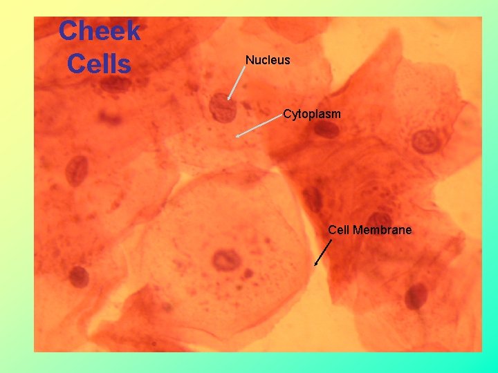 Cheek Cells Nucleus Cytoplasm Cell Membrane 