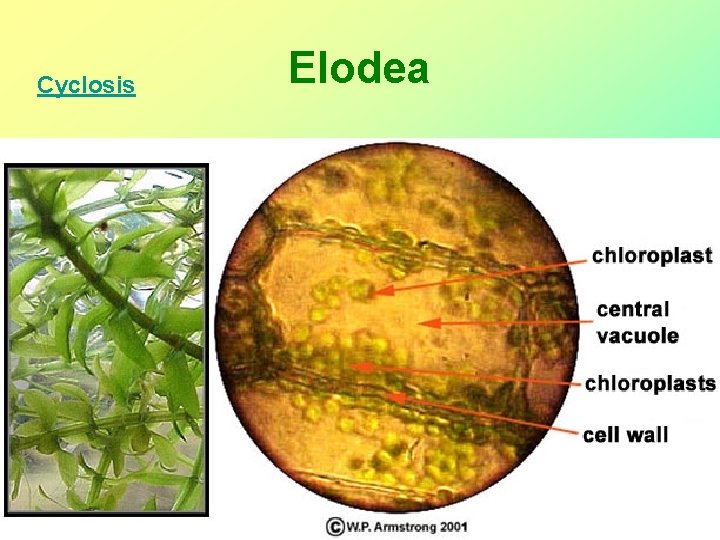 Cyclosis Elodea  Cyclosis Elodea