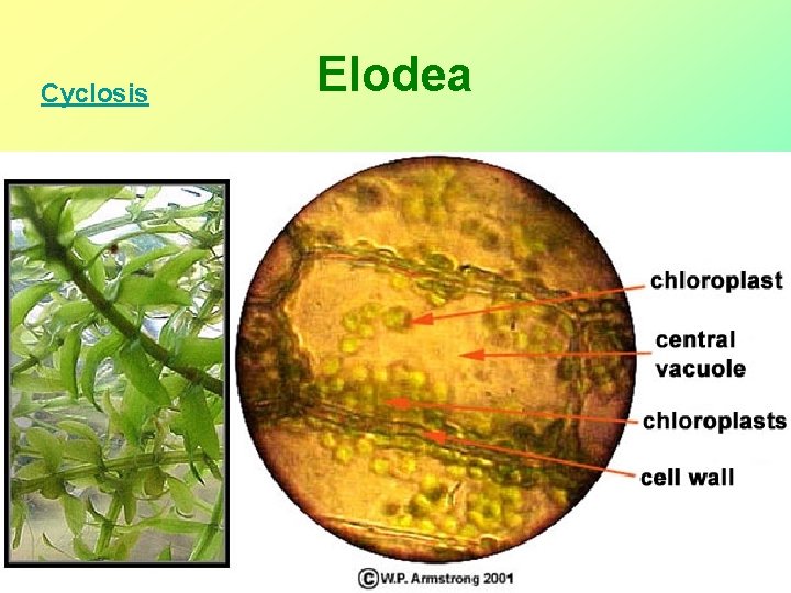 Cyclosis Elodea 