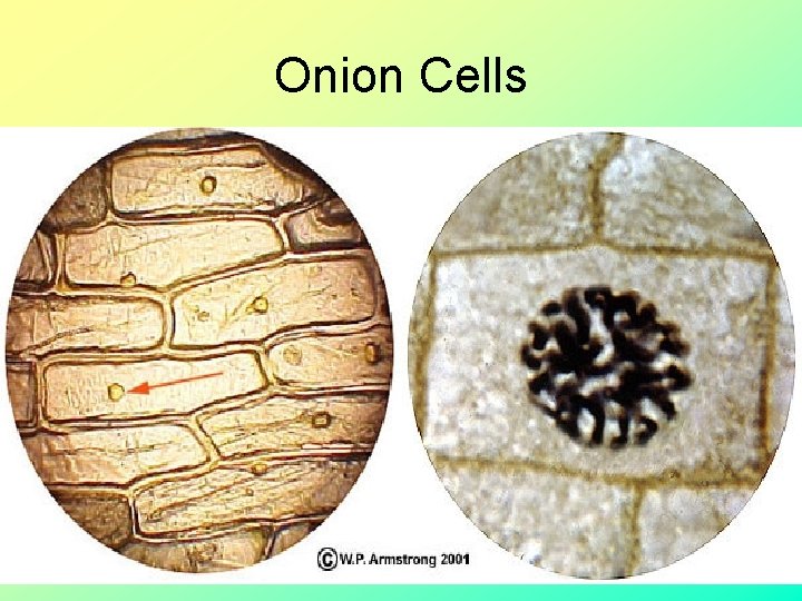 Onion Cells 