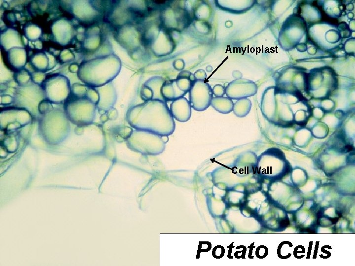 Amyloplast Cell Wall Potato Cells 