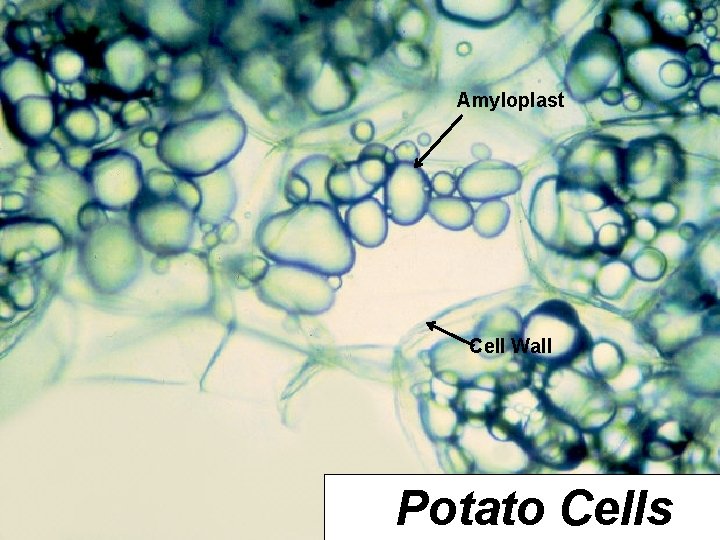 Amyloplast Cell Wall Potato Cells  Amyloplast Cell Wall Potato Cells