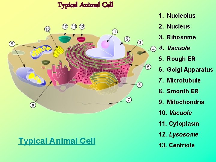 Typical Animal Cell 1. Nucleolus 2. Nucleus 3. Ribosome 4. Vacuole 5. Rough ER