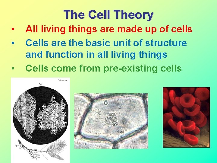 The Cell Theory • • • All living things are made up of cells