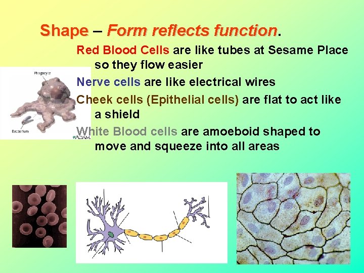 Shape – Shape Form reflects function Red Blood Cells are like tubes at Sesame