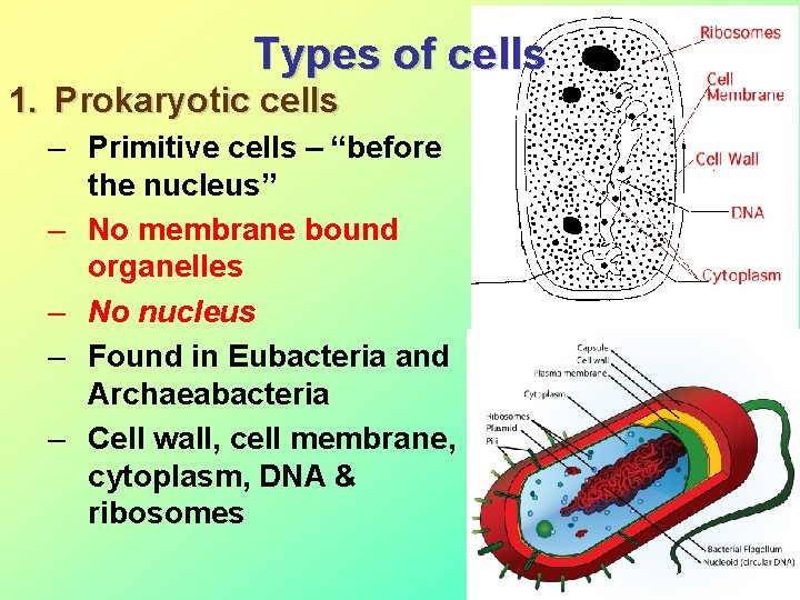 Types of cells 1. Prokaryotic cells – Primitive cells – “before the nucleus” –