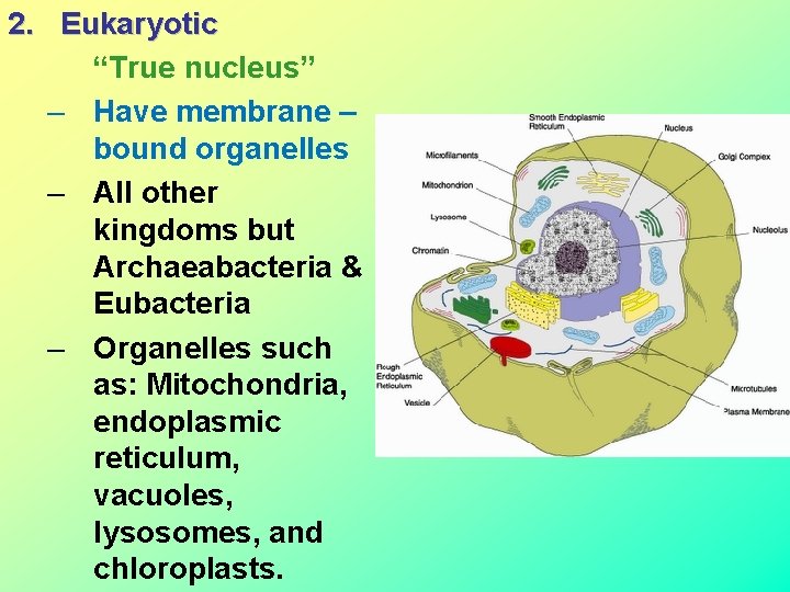 2. Eukaryotic “True nucleus” – Have membrane – bound organelles – All other kingdoms