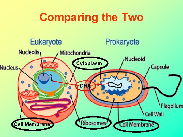 Comparing the Two Cytoplasm DNA Cell Membrane 