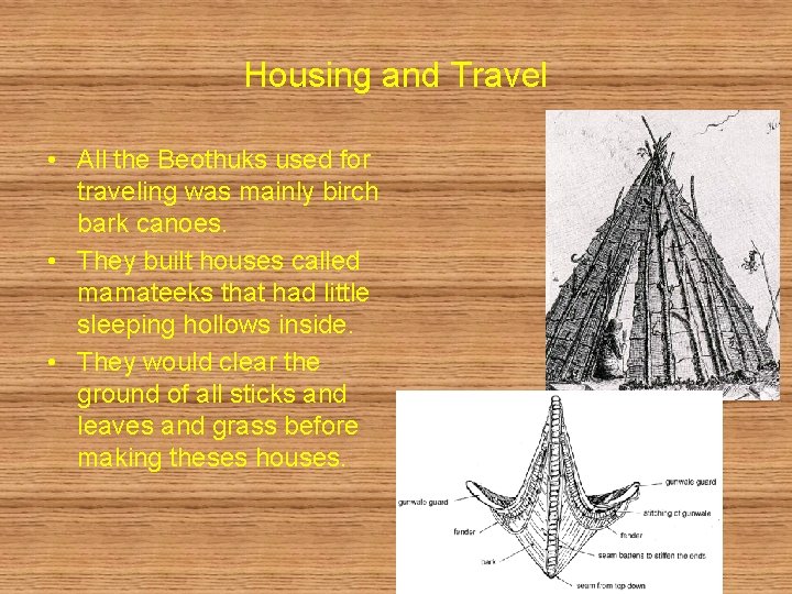 Housing and Travel • All the Beothuks used for traveling was mainly birch bark