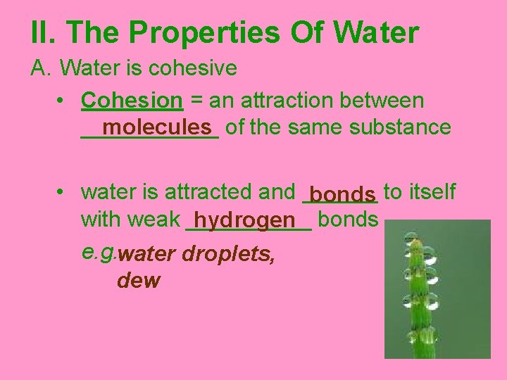 II. The Properties Of Water A. Water is cohesive • Cohesion = an attraction