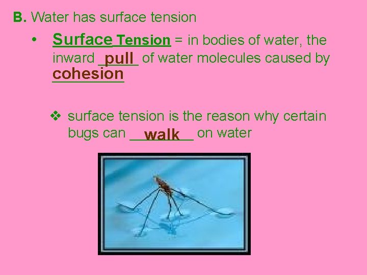 B. Water has surface tension • Surface Tension = in bodies of water, the