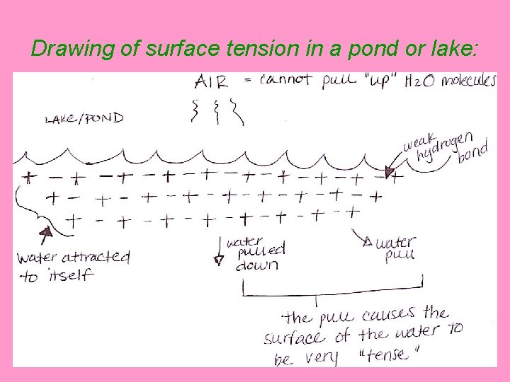 Drawing of surface tension in a pond or lake: 