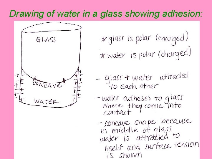 Drawing of water in a glass showing adhesion: 