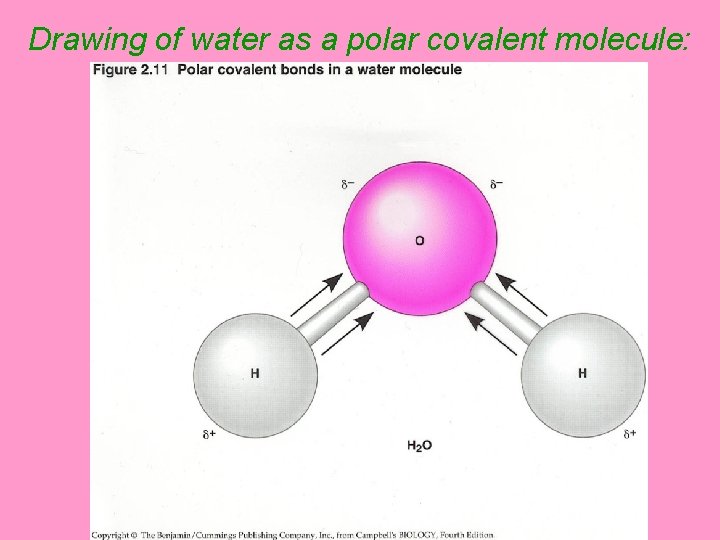 Drawing of water as a polar covalent molecule: 