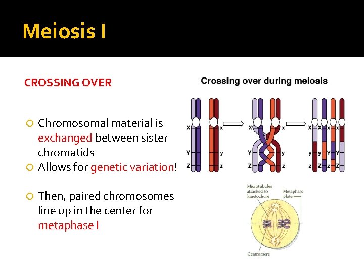 Meiosis I CROSSING OVER Chromosomal material is exchanged between sister chromatids Allows for genetic