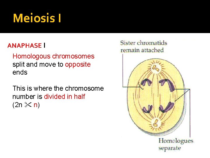 Meiosis I ANAPHASE I Homologous chromosomes split and move to opposite ends This is