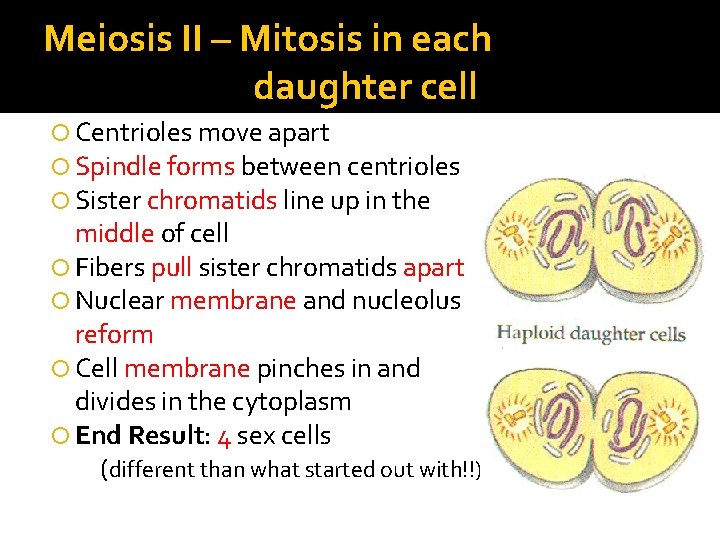 Meiosis II – Mitosis in each daughter cell Centrioles move apart Spindle forms between Meiosis II – Mitosis in each daughter cell Centrioles move apart Spindle forms between