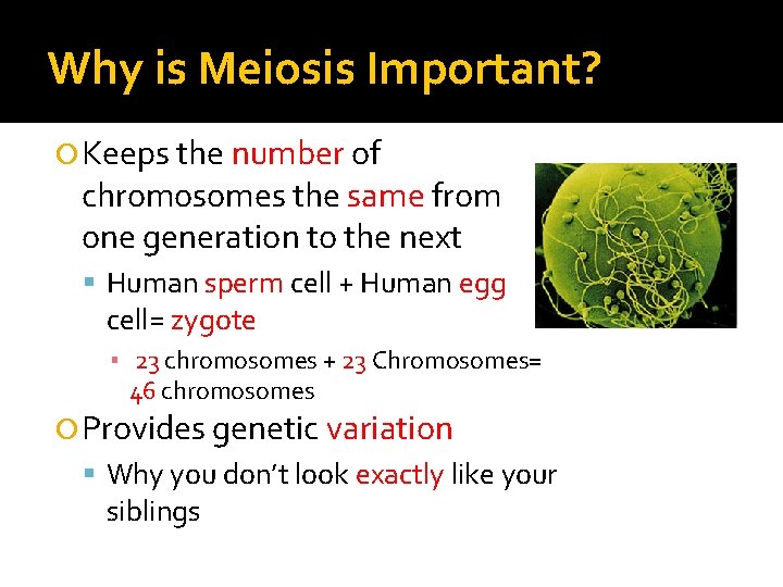 Why is Meiosis Important? Keeps the number of chromosomes the same from one generation