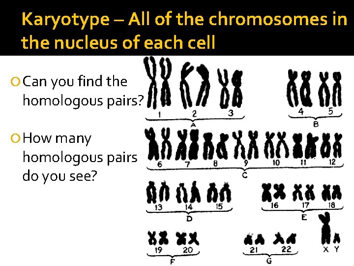 Karyotype – All of the chromosomes in the nucleus of each cell Can you Karyotype – All of the chromosomes in the nucleus of each cell Can you