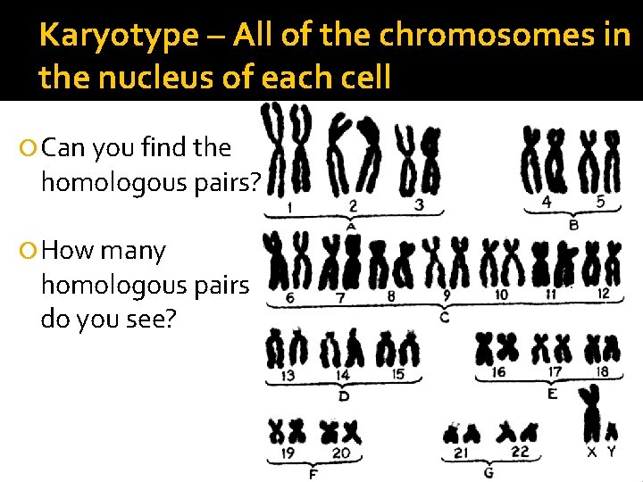 Karyotype – All of the chromosomes in the nucleus of each cell Can you