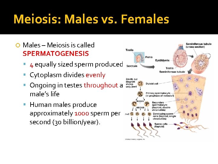 Meiosis: Males vs. Females Males – Meiosis is called SPERMATOGENESIS 4 equally sized sperm