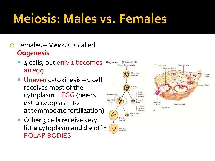 Meiosis: Males vs. Females – Meiosis is called Oogenesis 4 cells, but only 1