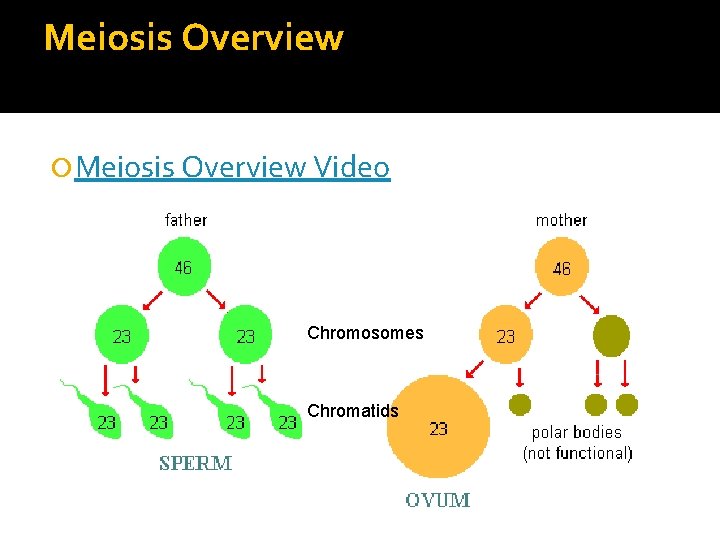 Meiosis Overview Video Chromosomes Chromatids 