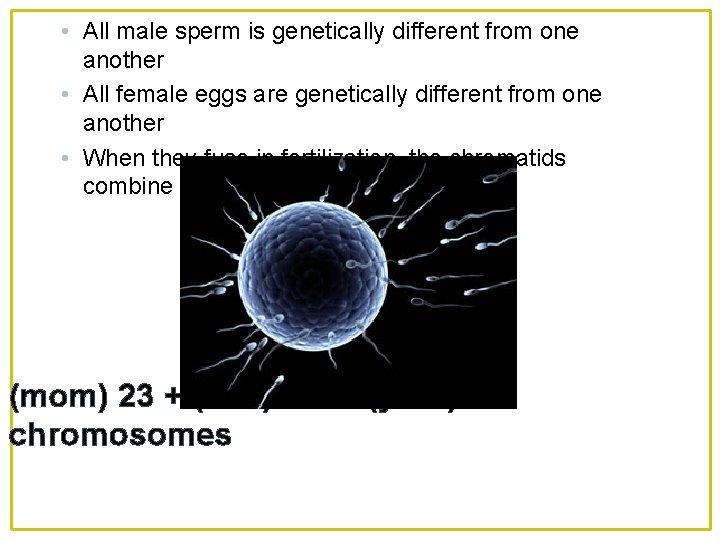  • All male sperm is genetically different from one another • All female