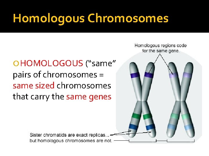 Homologous Chromosomes HOMOLOGOUS (“same”) pairs of chromosomes = same sized chromosomes that carry the