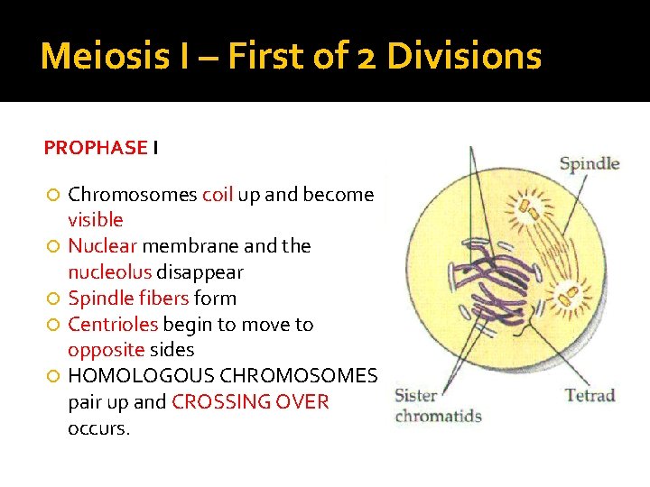 Meiosis I – First of 2 Divisions PROPHASE I Chromosomes coil up and become