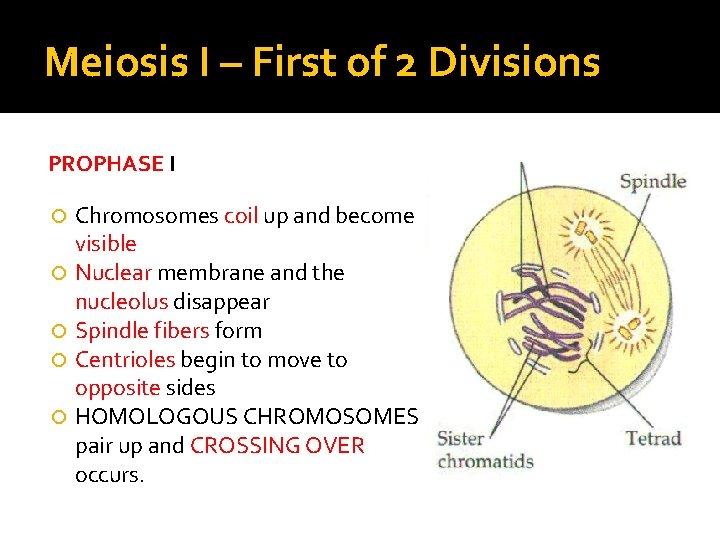 Meiosis I – First of 2 Divisions PROPHASE I Chromosomes coil up and become Meiosis I – First of 2 Divisions PROPHASE I Chromosomes coil up and become