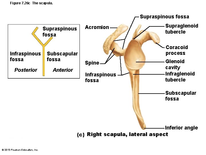 Figure 7. 26 c The scapula. Supraspinous fossa Infraspinous fossa Subscapular fossa Posterior Anterior