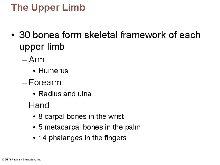 The Upper Limb • 30 bones form skeletal framework of each upper limb –