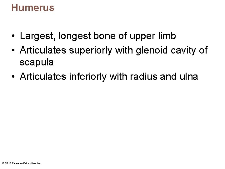 Humerus • Largest, longest bone of upper limb • Articulates superiorly with glenoid cavity