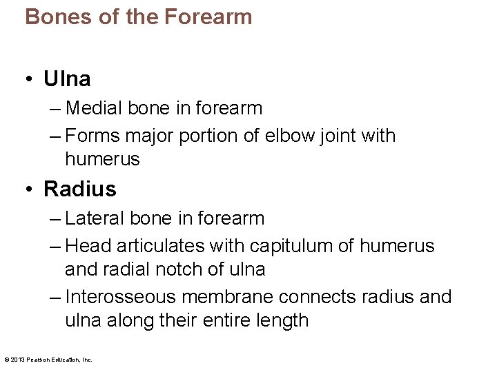 Bones of the Forearm • Ulna – Medial bone in forearm – Forms major
