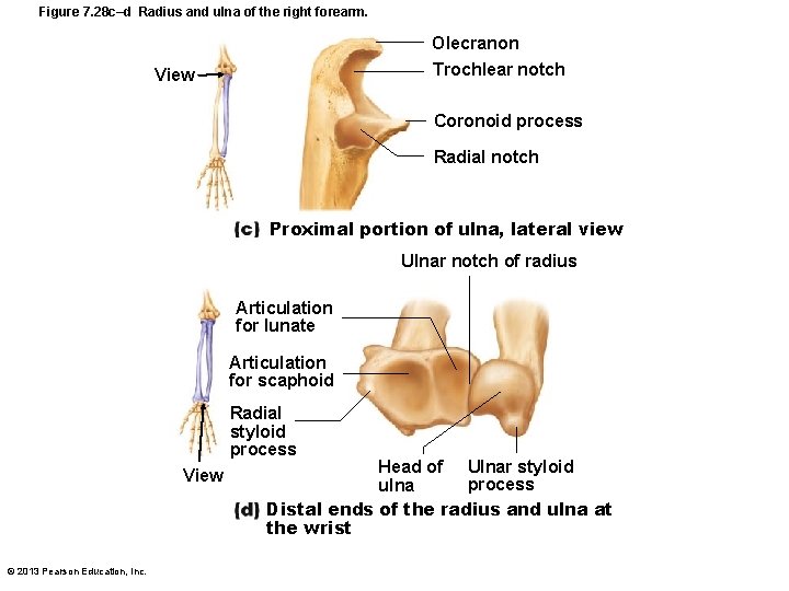 Figure 7. 28 c–d Radius and ulna of the right forearm. Olecranon Trochlear notch