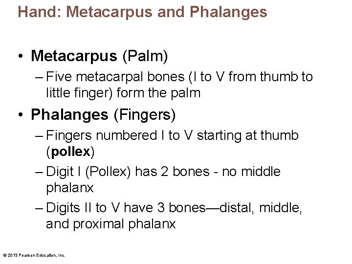 Hand: Metacarpus and Phalanges • Metacarpus (Palm) – Five metacarpal bones (I to V