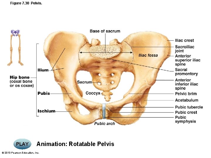 Figure 7. 30 Pelvis. PLAY Animation: Rotatable Pelvis © 2013 Pearson Education, Inc. 