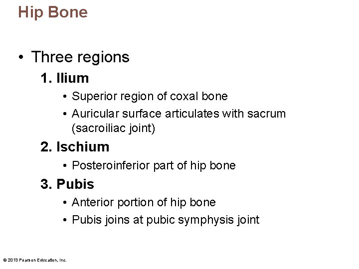 Hip Bone • Three regions 1. Ilium • Superior region of coxal bone •