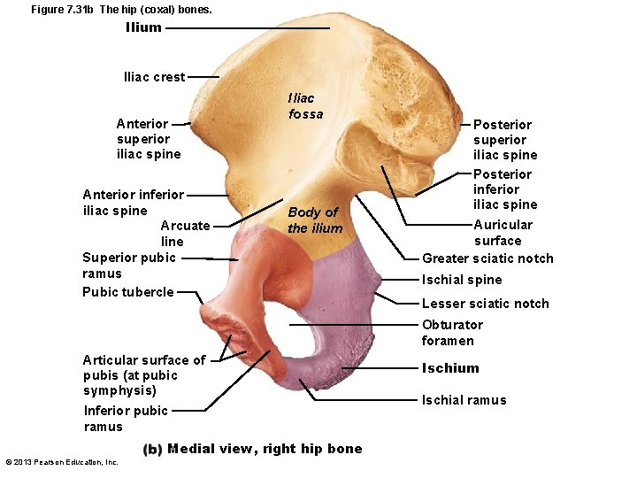 Figure 7. 31 b The hip (coxal) bones. Ilium Iliac crest Anterior superior iliac