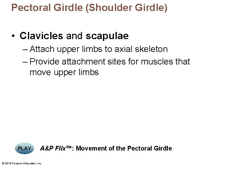 Pectoral Girdle (Shoulder Girdle) • Clavicles and scapulae – Attach upper limbs to axial