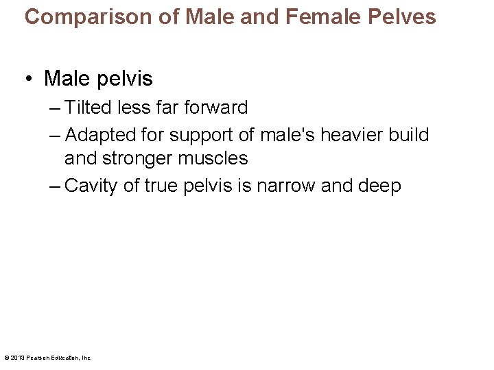 Comparison of Male and Female Pelves • Male pelvis – Tilted less far forward