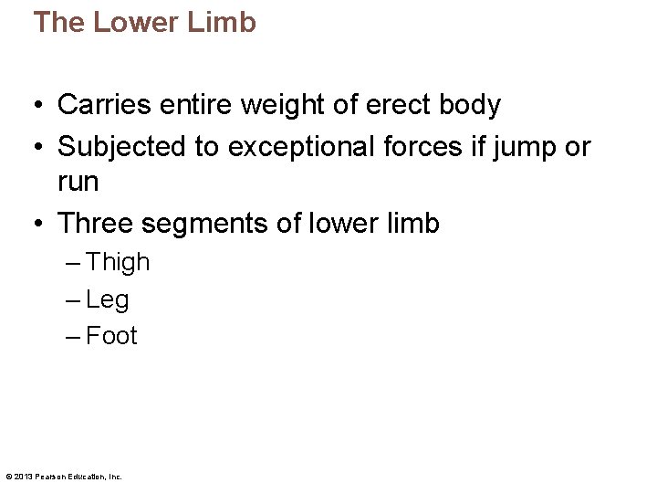 The Lower Limb • Carries entire weight of erect body • Subjected to exceptional