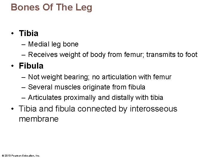 Bones Of The Leg • Tibia – Medial leg bone – Receives weight of