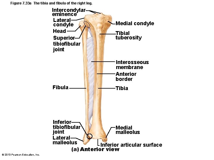 Figure 7. 33 a The tibia and fibula of the right leg. Intercondylar eminence