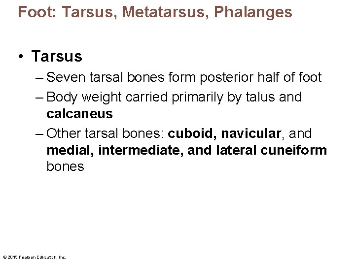 Foot: Tarsus, Metatarsus, Phalanges • Tarsus – Seven tarsal bones form posterior half of